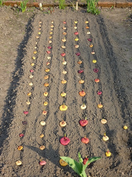 Gladiolus - clasificarea soiurilor, plantarea și fundamentarea culturilor