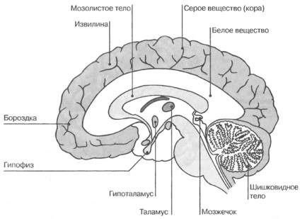 Caracteristicile interne ale creierului