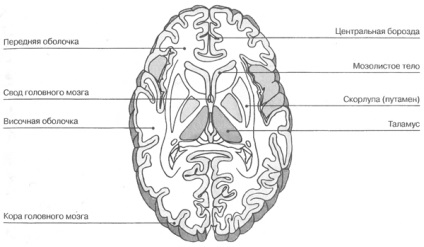 Caracteristicile interne ale creierului
