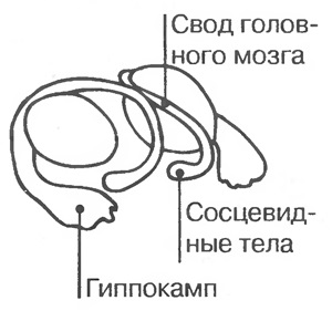 Caracteristicile interne ale creierului