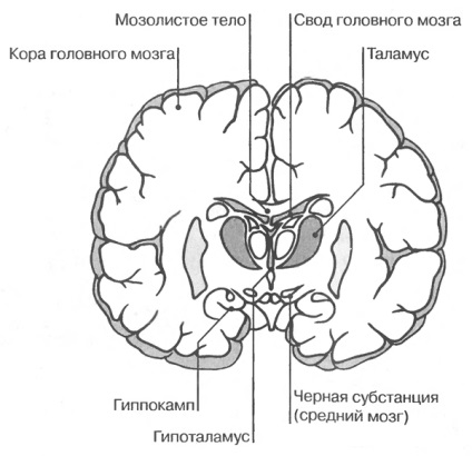 Caracteristicile interne ale creierului