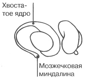 Caracteristicile interne ale creierului