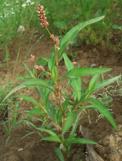 Persicaria maculosa - симптоми и лечение на народната медицина у нас