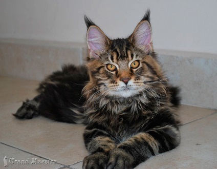 Mare maestru - despre rasa Maine Coon