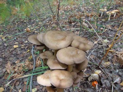 Ciuperci ryadovki