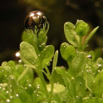 Hemianthus callitrichoides - cuba - covor verde chic