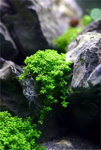 Hemianthus callitrichoides - cuba - covor verde chic