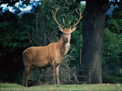 Interesante despre animalele de pe litoralul Mării Negre