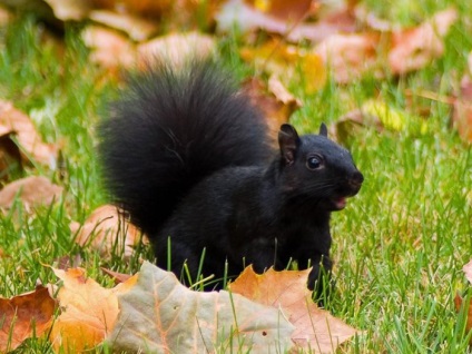 Interesante despre animalele de pe litoralul Mării Negre