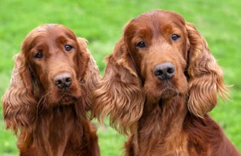 Irlandez roșu setter descriere rasa, fotografie, îngrijire, caracter, totul despre câini