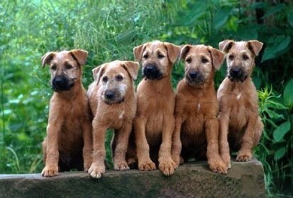 Irish Terrier, rase de câini, animale și rase