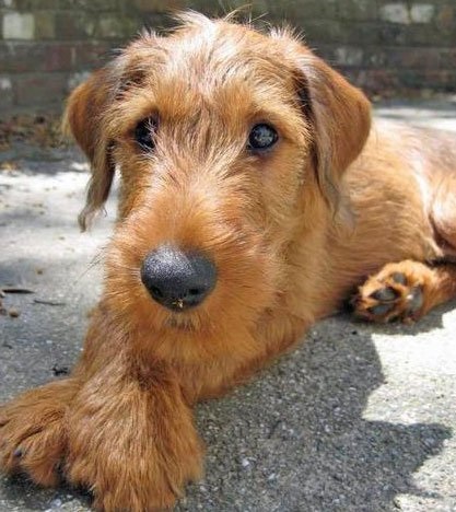 Irish Terrier, rase de câini, animale și rase