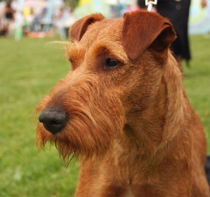 Irish Terrier, rase de câini, animale și rase