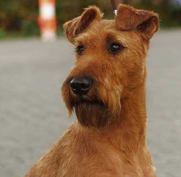 Irish Terrier, rase de câini, animale și rase