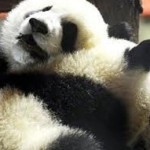 Din China până în Scoția, în timp ce transportau panda gigant, călătorim împreună