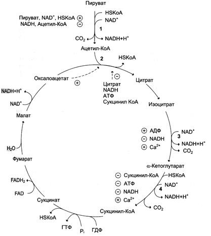 Izocitrat dehidrogenază și complex a-ketoglutarat dehidrogenază