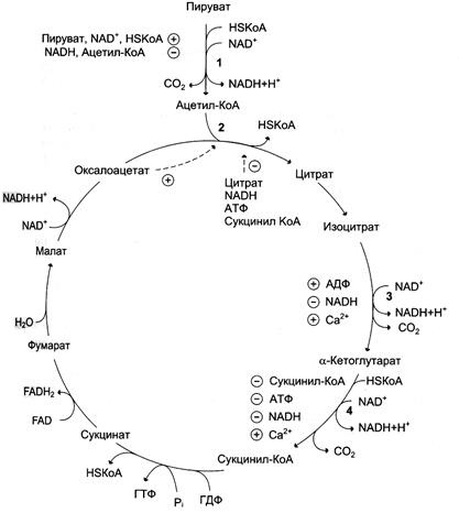 Изоцитрат дехидрогеназа и комплекс ketoglutaratdegidrogenaznogo