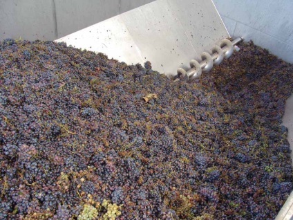 Cum se face vinul uscat din struguri în sudul Italiei