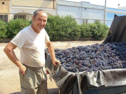 Cum se face vinul uscat din struguri în sudul Italiei