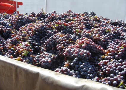 Hogyan, hogy egy száraz bor a szőlő Dél-Olaszország