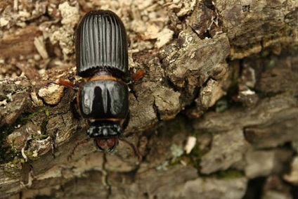 Cum și ce să distrugă gândacii de dăunători în lemn cu ce impregnare