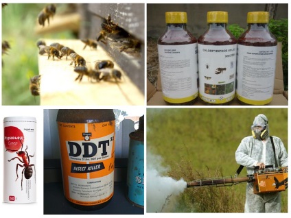 Cum sa scapi de furnici intr-un stup cu albine