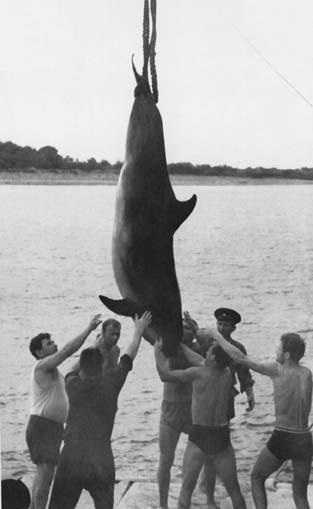 Cum să prindă delfinii în URSS în 1966 - închisoare cu clorinat de delfinariu