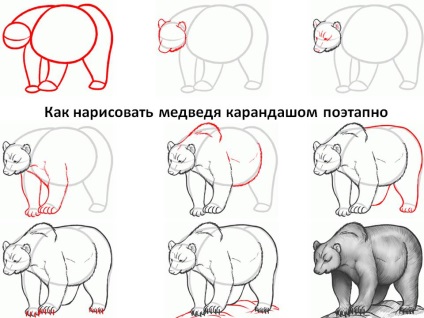 Cum de a desena un urs în creion în etape în imagini - cum să atragă un desen maro urs
