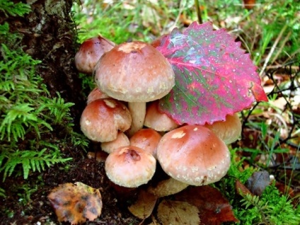 Hogyan lehet megkülönböztetni a hamis a gombát és ehető gombák hamis kép és legfontosabb jellemzőit, ls