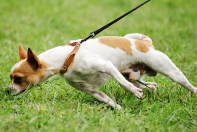 Cum să dezactivați un câine de la sol