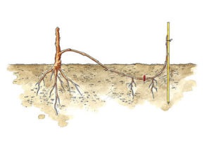 Cum să transplantați strugurii într-un alt loc în primăvară