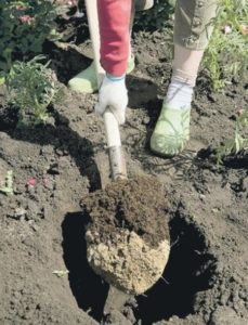 Hogyan szőlő-újratelepítés másik helyen a tavaszi (szőlő) Hogyan szőlő-újratelepítés másik helyen a tavaszi