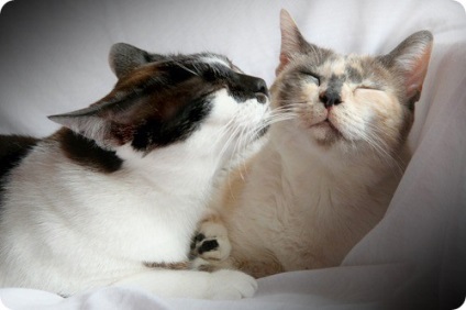Cum sa faci prieteni cu doua pisici nerecunoscute - raspunsuri si sfaturi cu privire la intrebarile tale
