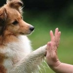 Как да се намали вашите нокти на кучета, подходящи грижи за кожата на нокти
