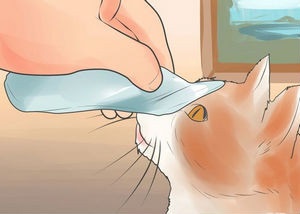 Cum sa speli o pisica