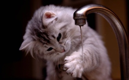Cum sa speli o pisica pentru prima data
