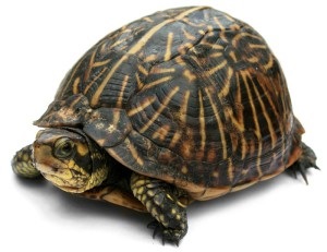 Cojocul unei broaște țestoase