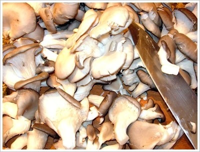 Cum să pregătești ciupercile de stridii în mod corect