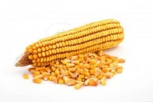 Hogyan kell tárolni a kukorica megfelelő