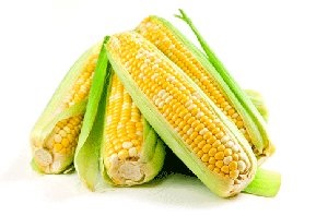 Hogyan kell tárolni a kukorica megfelelő