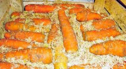 Cum să păstrați morcovii la domiciliu, în garaj și magazin de legume