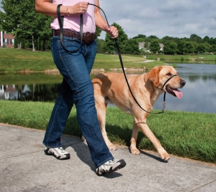 Cum sa obisnuiesti un Labrador la muzzles - Labradori Retrievers