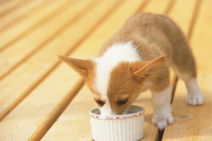 Cum să înveți un câine să nu mănânce de pe podea