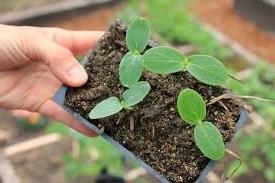 Cum să crească răsaduri în casă atunci când se plantează castraveți în pământ