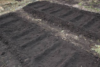 Cum să crească răsaduri în casă atunci când se plantează castraveți în pământ