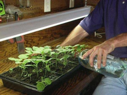 Cum să crească răsaduri în casă atunci când se plantează castraveți în pământ