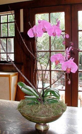 Ahogy sit orchidea osztály módon, és segítségével terjedési gyerekek