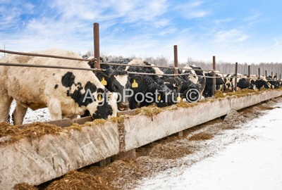 Cum să păstrați stocul de bovine în timpul iernii, crescând productivitatea