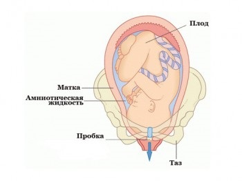 Cum plutonul arata gravid, inainte de nastere?