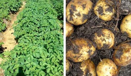 Cum să crești cartofi sub vârfuri de paie pentru grădinari leneși - secretele grădinarilor